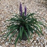Liriope Muscari Big Blue Lilyturf 3 gal. Container