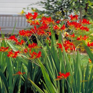 Crocosmia X Lucifer Montbretia