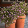 Cuphea Hyssopifola Mexican Heather