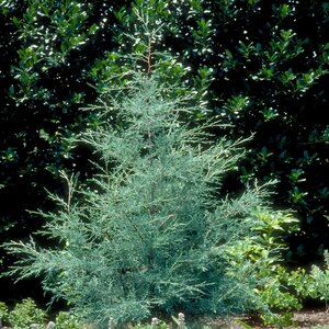 Hesperocyparis (Cupressus) Arizonica Carolina Sapphire Arizona Cypress