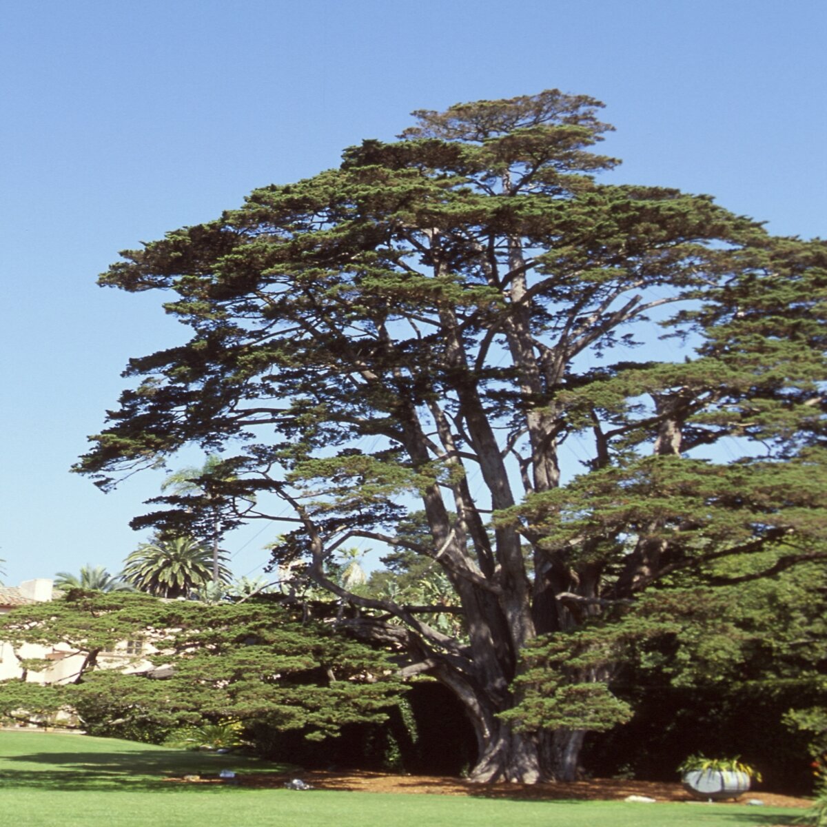 Hesperocyparis (Cupressus) macrocarpa Monterey Cypress | SiteOne US
