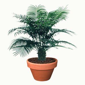 Cycas Cincinalis Queen Sago Palm