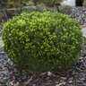 Buxus microphylla var. japonica Baby Gem Japanese Boxwood 2 gal. Container