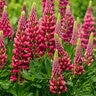Lupinus Polyphyllus Gallery Red Shades Lupine
