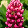Lupinus Polyphyllus Gallery Red Shades Lupine
