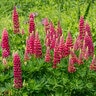 Lupinus Polyphyllus Gallery Red Shades Lupine