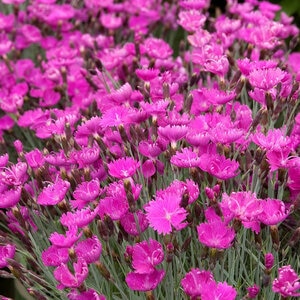 Dianthus Gratianopolitanus Firewitch Pinks