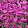 Dianthus Gratianopolitanus Firewitch Pinks