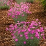 Dianthus Gratianopolitanus Firewitch Pinks