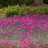 Dianthus Gratianopolitanus Firewitch Pinks
