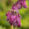 Dicentra Formosa Luxuriant Bleeding Heart