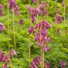 Dicentra Formosa Luxuriant Bleeding Heart