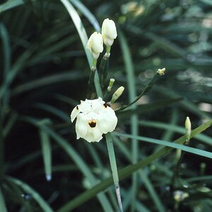Dietes bicolor Fortnight Lily