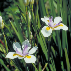 Dietes Iridiodes African Iris