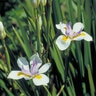 Dietes Iridiodes African Iris
