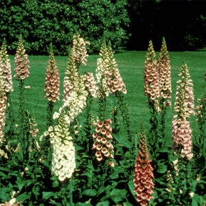 Digitalis Purpurea Foxy Foxglove