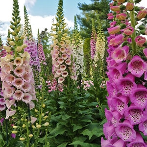 Digitalis Purpurea Foxglove