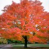 Acer Rubrum Red Maple 15 gal. Container