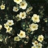 Potentilla Fruticosa Primrose Beauty Shrubby Cinquefoil
