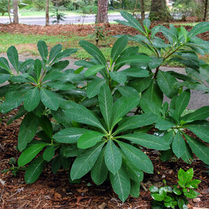 Edgeworthia Chrysantha Paper Bush
