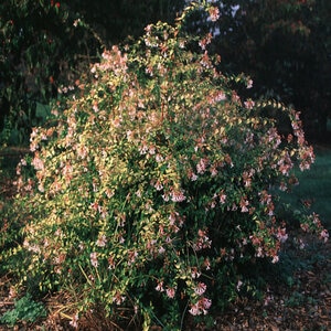 Abelia X Grandiflora Francis Mason Glossy Abelia