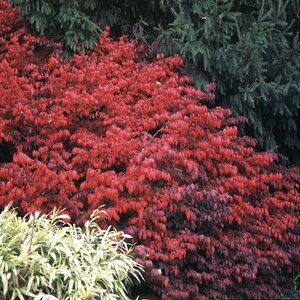 Euonymus Alatus Compactus Dwarf Burning Bush