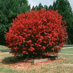 Euonymus Alatus Burning Bush