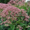 Eupatorium Maculatum Joe-Pye Weed