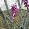 Cercis Canadensis var. Texensis Texas Redbud Tree Form Multi Stem 15 gal. Container