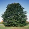 Fagus Sylvatica Riversii European Beech