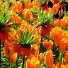 Tulipa Bulb Fosteriana Emperor Orange Emperor Tulip 100 Count Bag