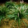 Liriope Muscari Lilyturf 1 gal. Container