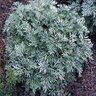 Artemisia X Powis Castle Wormwood 5 gal. Container