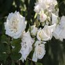 Rosa X White Drift Rose 3 gal. Container