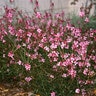Gaura Lindheimeri Siskiyou Pink Gaura