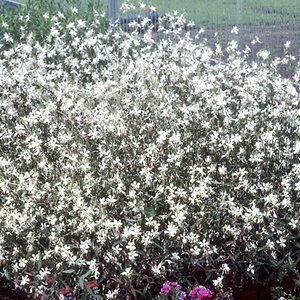 Oenothera (Gaura) lindheimeri Gaura