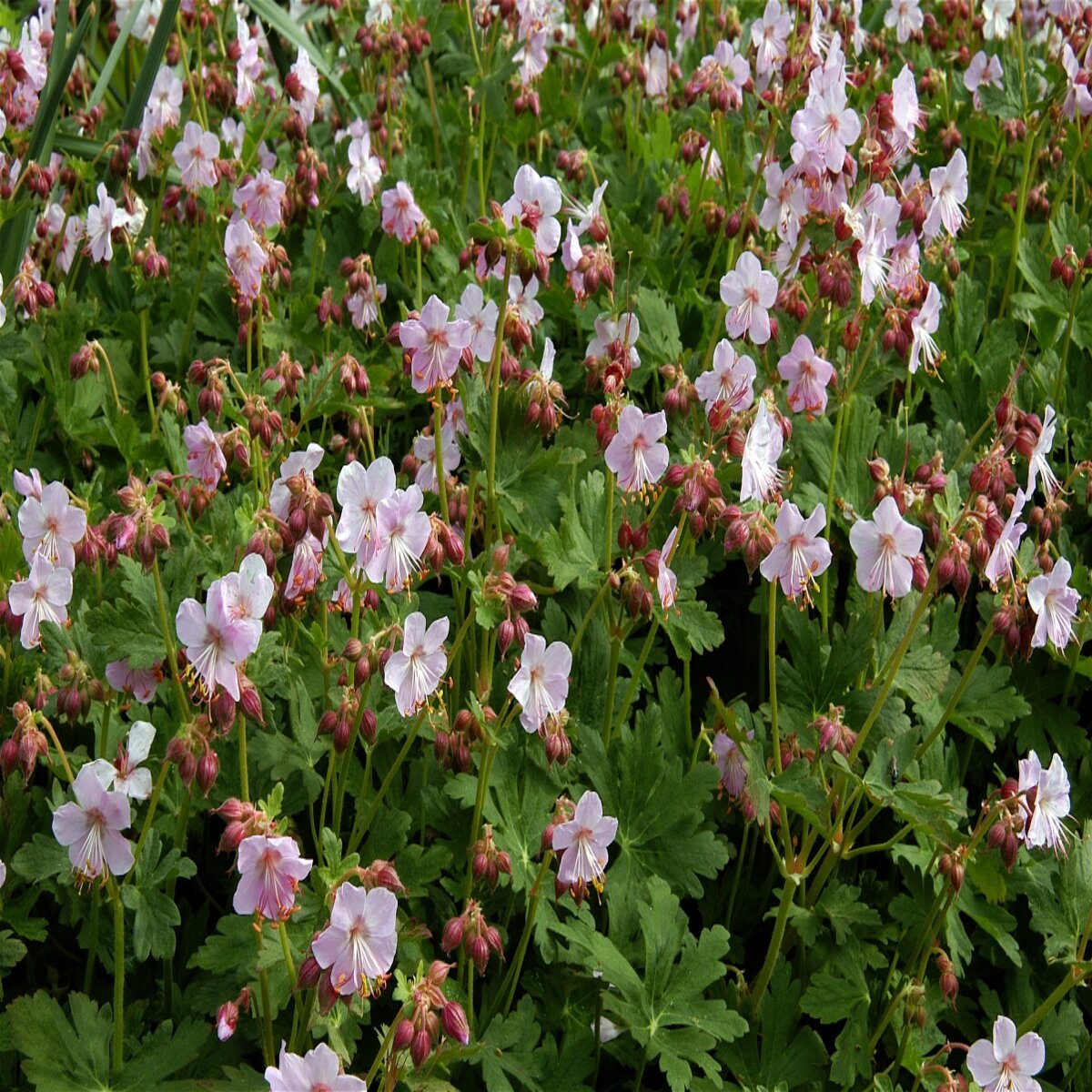 Geranium X Cantabrigiense Biokovo