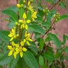 Galphimia gracilis Slender Goldenshower 1 gal. Container