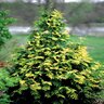 Thuja Occidentalis Techny Arborvitae 7 ft. Height Ball and Burlap