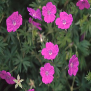 Geranium Sanguineum New Hampshire Purple Cranesbill