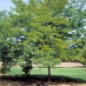 Gleditsia Triacanthos Halka Thornless Honeylocust