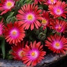 Delosperma X Jewel of Desert Garnet Ice Plant 1 gal. Container