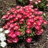 Delosperma X Jewel of Desert Garnet Ice Plant 1 gal. Container