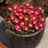 Delosperma X Jewel of Desert Garnet Ice Plant 1 gal. Container