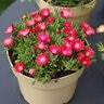 Delosperma X Jewel of Desert Garnet Ice Plant 1 gal. Container