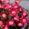 Delosperma X Jewel of Desert Garnet Ice Plant 1 gal. Container