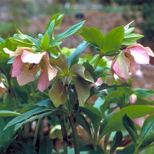 Helleborus Orientalis Lenten Rose