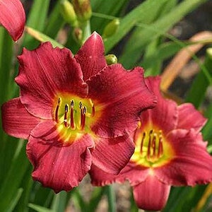 Hemerocallis X Pardon Me Daylily
