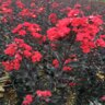Lagerstroemia X Ebony Flame Crape Myrtle 15 gal. Container