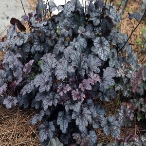 Heuchera X Plum Pudding Coral Bells